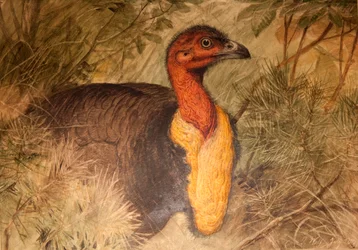 Buschhuhn (Talegalla lathami), ca. 1851-76